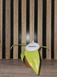 filodendron-golden-violin