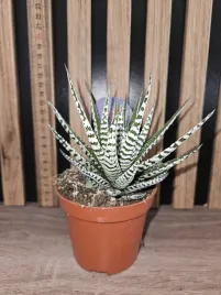 haworthia-alba-sadzonka-14-cm