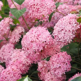 hortensja-drzewiasta-krzewiasta-pink-annabelle-duze-sadzonki-mrozoodporna