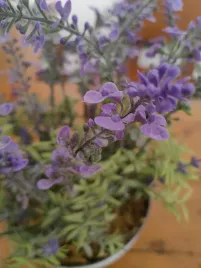 lawenda-sztuczna-roslina-w-doniczce-30-cm