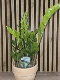 zamioculcas-lucky-classic-sadzonka-45-cm