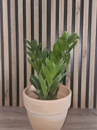 zamioculcas-zamiifolia-sadzonka-40-cm