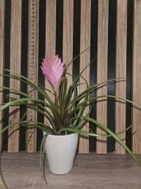 tillandesia-cyanea-sadzonka-25-cm-w-bialej-doniczce
