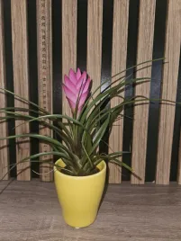 tillandsia-cyanea-sadzonka-25cm-w-zoltej-doniczce