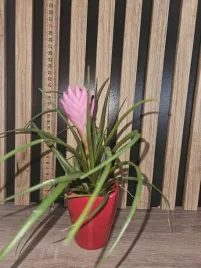 tillandsia-cyanea-sadzonka-25cm-w-czerwonej-doniczce