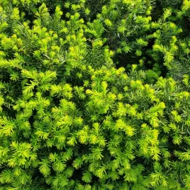 cis-kolumnowy-posredni-hilli-sadzonka-na-zywoplot-nie-wytwarza-owocow