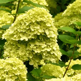 hortensja-bukietowa-limelight-sadzonki-mrozoodporna-louisiana-super-plan