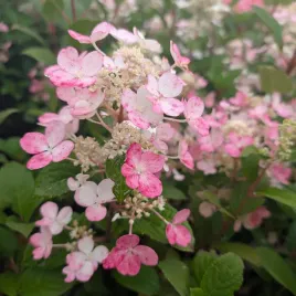 hortensja-bukietowa-little-quick-fire-sadzonki-mrozoodporna-wczesna