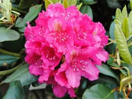 rozanecznik-pearce-s-american-beauty-piekna-barwa-c5