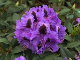 rozanecznik-peter-alan-rododendron-zimozielony-c5