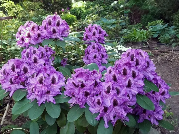 rozanecznik-peter-alan-rododendron-zimozielony-c5-producent-szkolka-roslin-ozdobnych-a-r-koblanscy