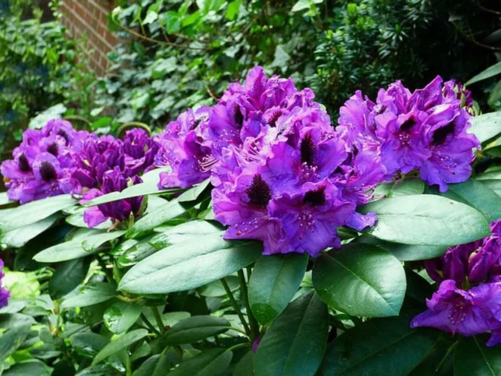 rozanecznik-peter-alan-rododendron-zimozielony-c5-rodzaj-rosliny-inny-producent-szkolka-roslin-ozdobnych-a-r-koblanscy