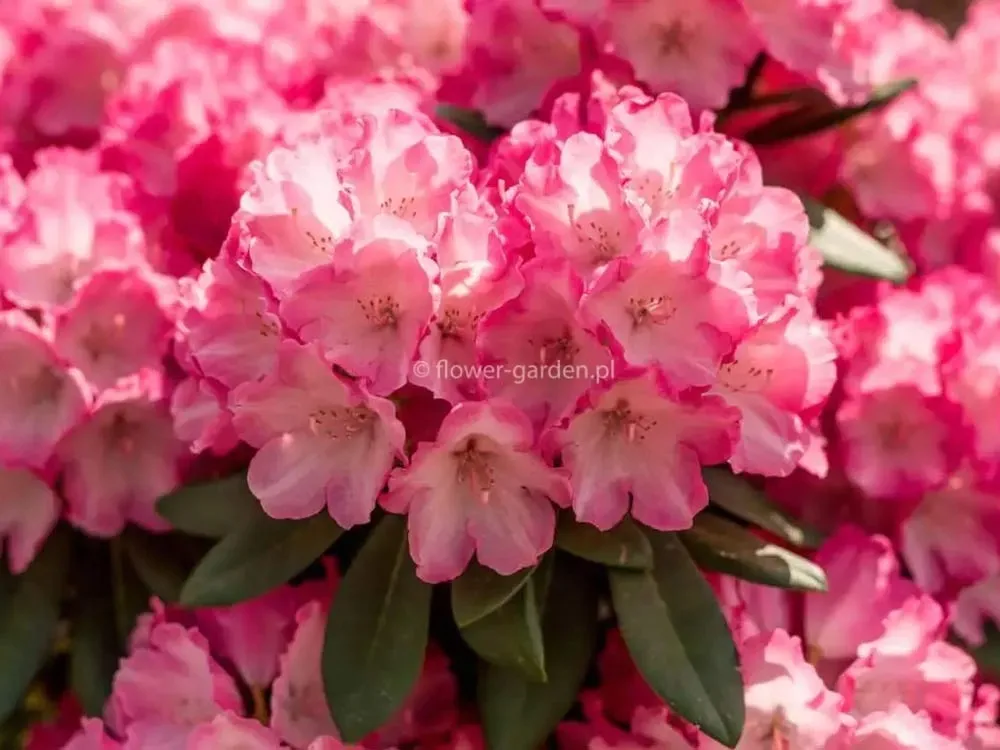 rozanecznik-fantastica-rododendron-zimozielony-c5