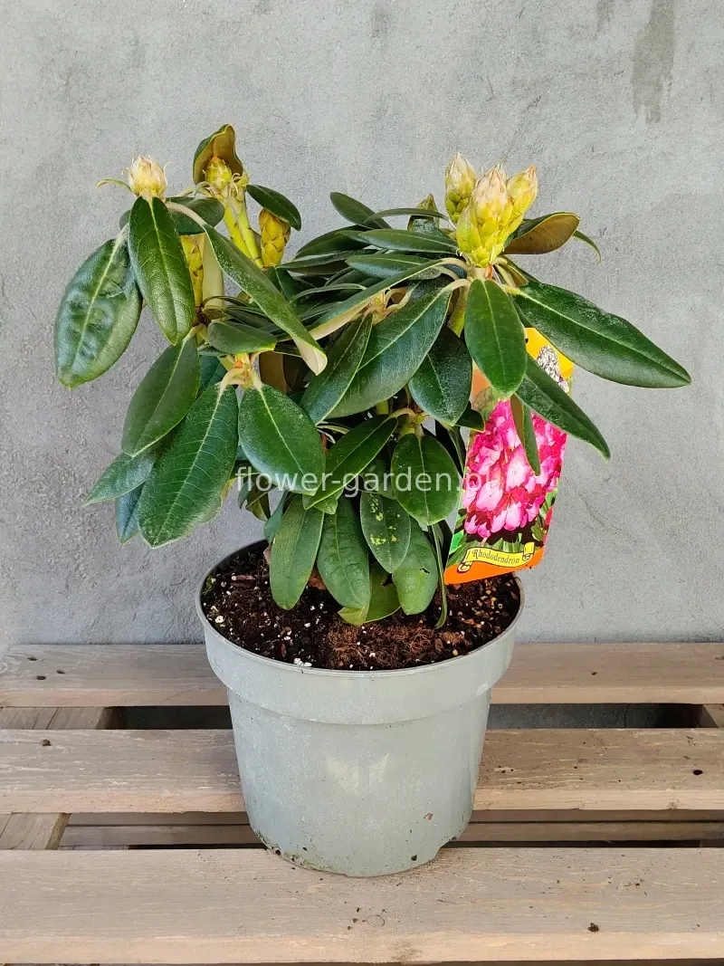 rozanecznik-fantastica-rododendron-zimozielony-c5-rodzaj-rosliny-inny