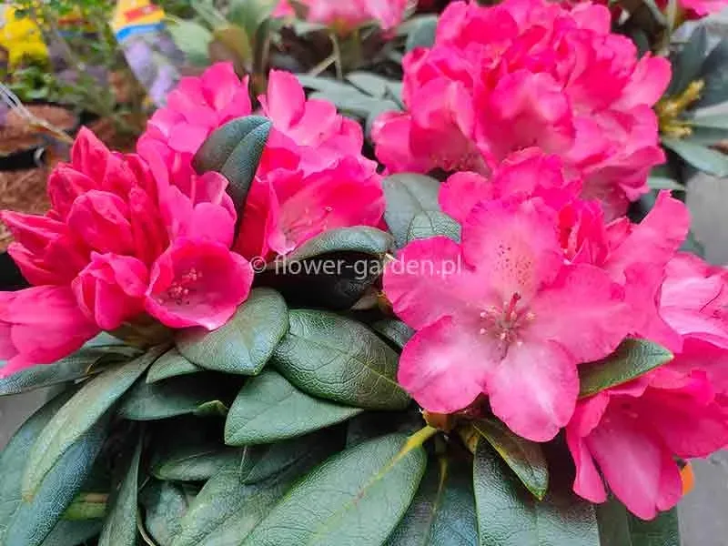 rozanecznik-fantastica-rododendron-zimozielony-c5-rodzaj-rosliny-inny
