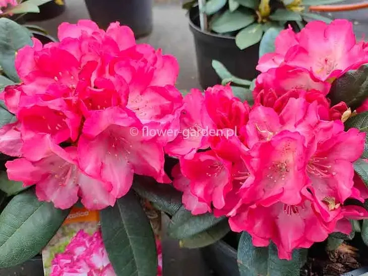 rozanecznik-fantastica-rododendron-zimozielony-c5-nazwa-lacinska-inna