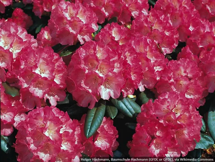 rozanecznik-fantastica-rododendron-zimozielony-c5-rodzaj-rosliny-inny-producent-szkolka-roslin-ozdobnych-a-r-koblanscy