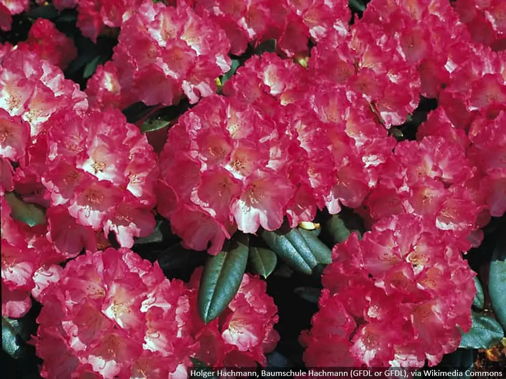 rozanecznik-fantastica-rododendron-zimozielony-c5-rodzaj-rosliny-inny