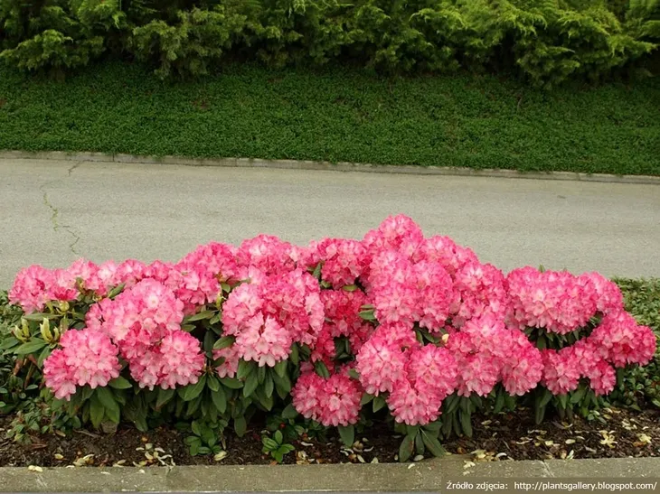 rozanecznik-fantastica-rododendron-zimozielony-c5-rodzaj-rosliny-inny-nazwa-lacinska-inna
