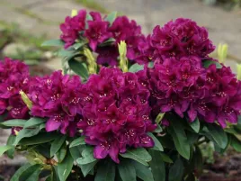 rozanecznik-kali-rododendron-najciemniejszy-c5