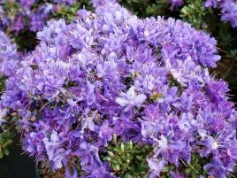 rozanecznik-gesty-impeditum-rododendron-karlowy-c2
