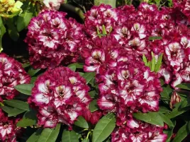 rozanecznik-painted-purple-dwukolorowe-kwiaty-c5