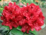 rozanecznik-matador-rododendron-ciemnoczerwony-c5