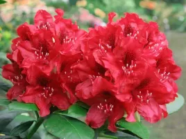rozanecznik-matador-rododendron-ciemnoczerwony-c5