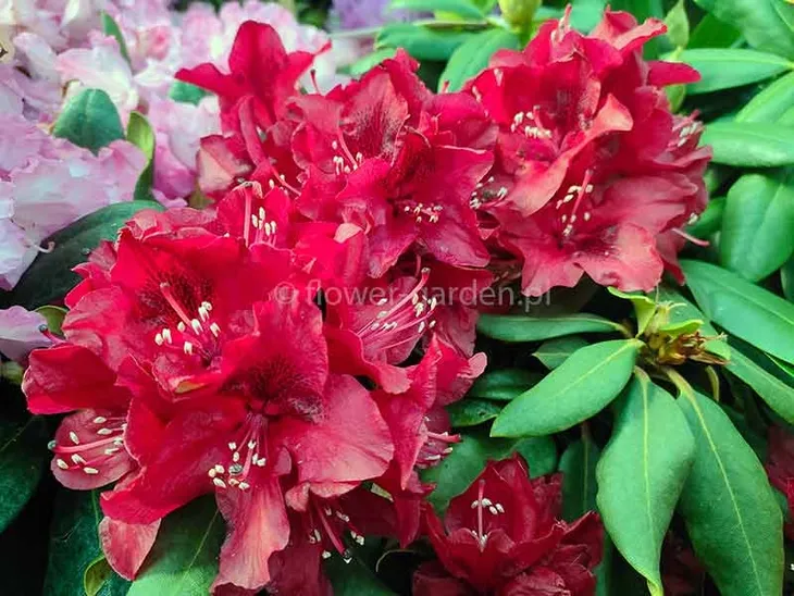rozanecznik-matador-rododendron-ciemnoczerwony-c5-producent-szkolka-roslin-ozdobnych-a-r-koblanscy