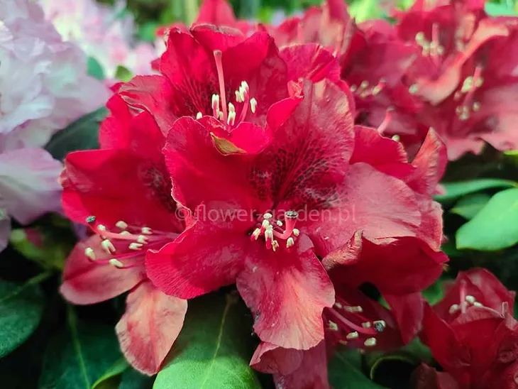 rozanecznik-matador-rododendron-ciemnoczerwony-c5-nazwa-lacinska-inna