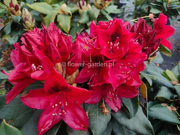 rozanecznik-matador-rododendron-ciemnoczerwony-c5-rodzaj-rosliny-inny-producent-szkolka-roslin-ozdobnych-a-r-koblanscy