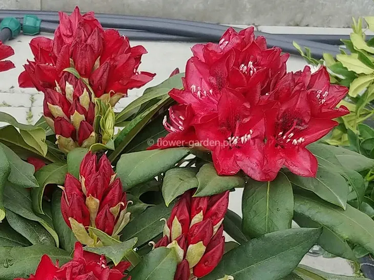 rozanecznik-matador-rododendron-ciemnoczerwony-c5-producent-szkolka-roslin-ozdobnych-a-r-koblanscy-rodzaj-rosliny-inny