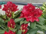 rozanecznik-matador-rododendron-ciemnoczerwony-c5-producent-szkolka-roslin-ozdobnych-a-r-koblanscy-rodzaj-rosliny-inny