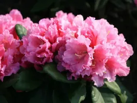 rozanecznik-rodrigo-c5