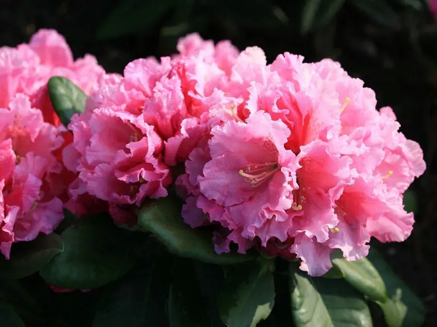 rozanecznik-rodrigo-c5