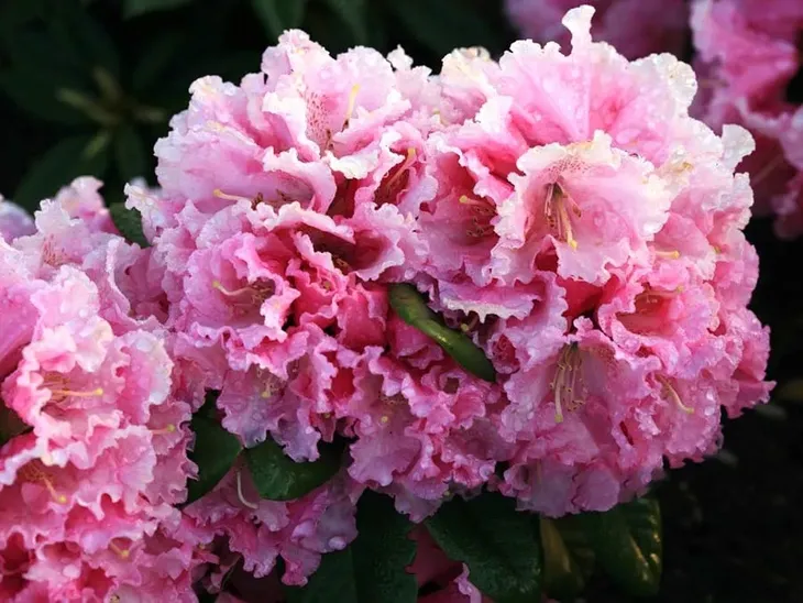 rozanecznik-rodrigo-c5-stan-nowy