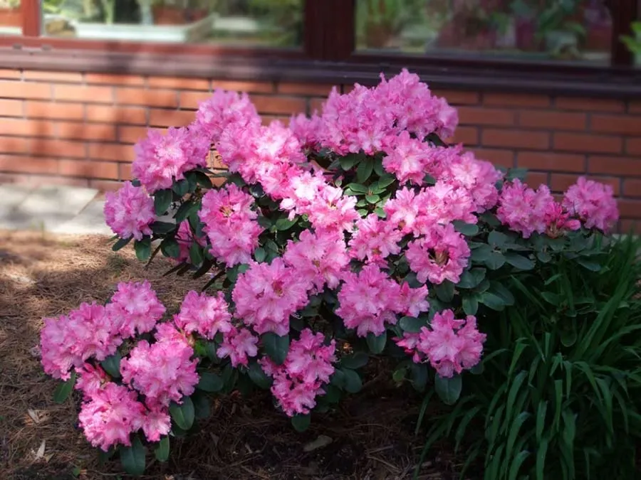 rozanecznik-rodrigo-c5