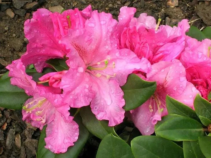 rozanecznik-rodrigo-c5-nazwa-lacinska-rhododendron