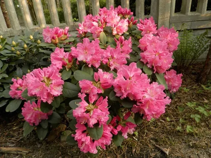 rozanecznik-rodrigo-c5-rodzaj-rosliny-rozaneczniki-i-azalie-stan-nowy