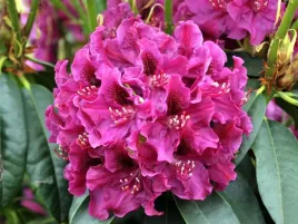 rozanecznik-olin-o-dobbs-rododendron-zimozielony-c5