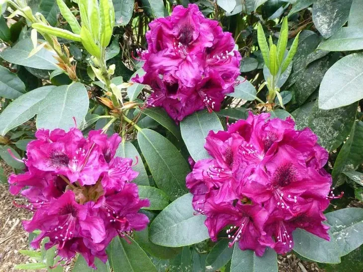 rozanecznik-olin-o-dobbs-rododendron-zimozielony-c5-rodzaj-rosliny-rozaneczniki-i-azalie