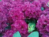 rozanecznik-olin-o-dobbs-rododendron-zimozielony-c5-producent-szkolka-roslin-ozdobnych-a-r-koblanscy