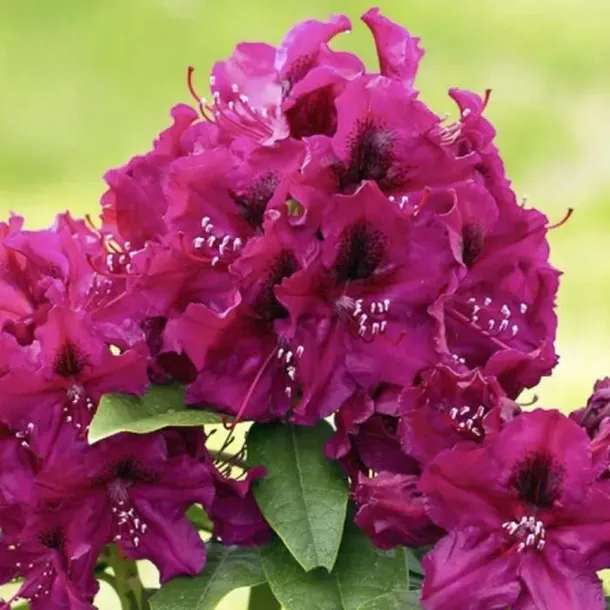 rozanecznik-olin-o-dobbs-rododendron-zimozielony-c5-nazwa-lacinska-rhododendron