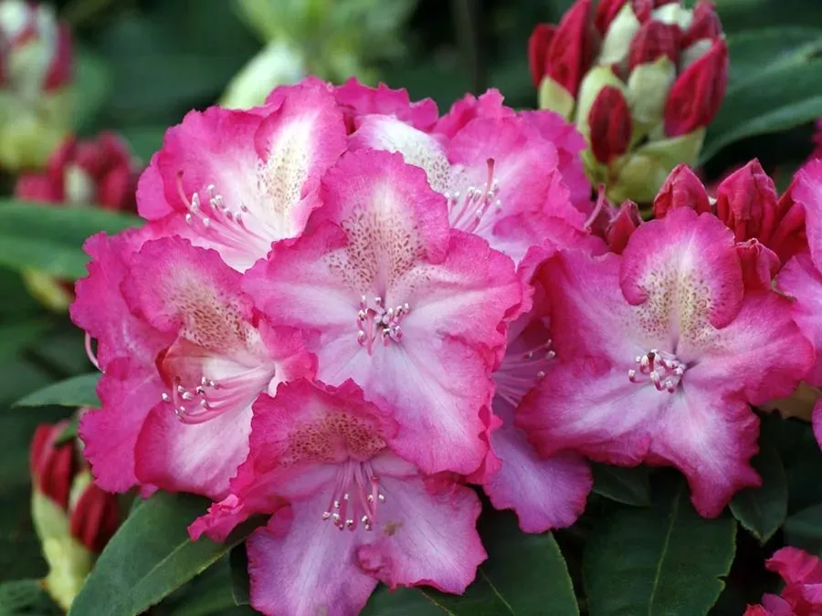 rozanecznik-sternzauber-c5