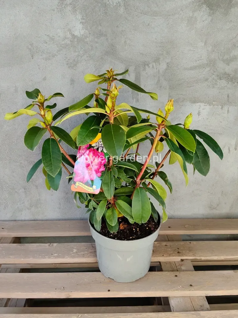 rozanecznik-sternzauber-c5-rodzaj-rosliny-rozaneczniki-i-azalie