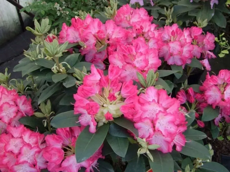 rozanecznik-sternzauber-c5-rodzaj-rosliny-rozaneczniki-i-azalie