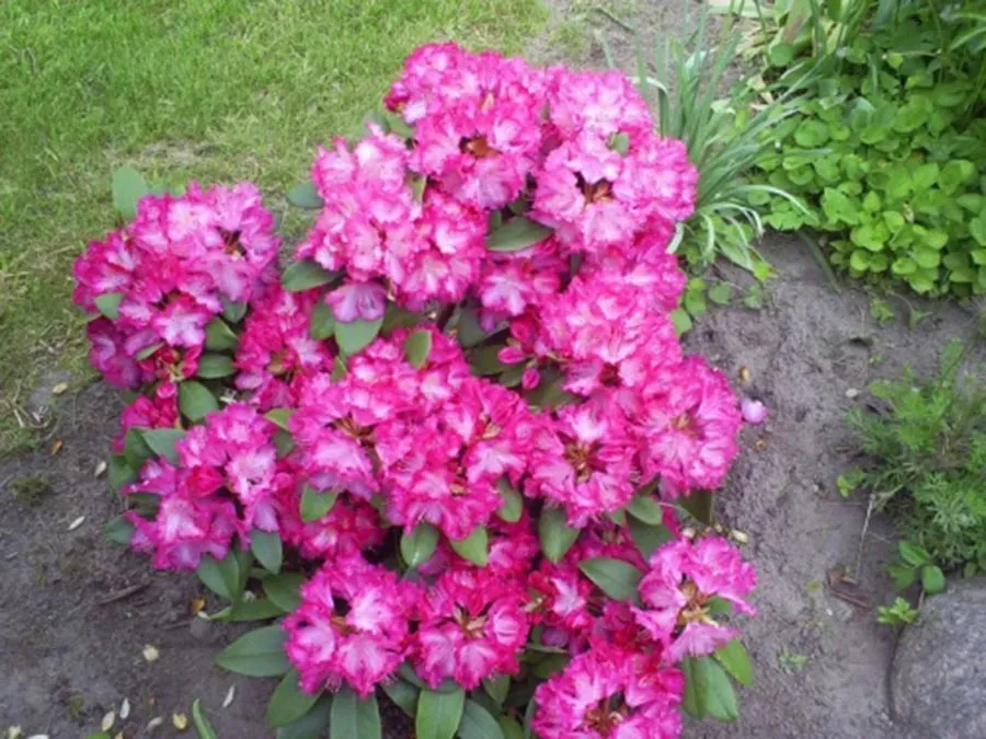 rozanecznik-sternzauber-c5