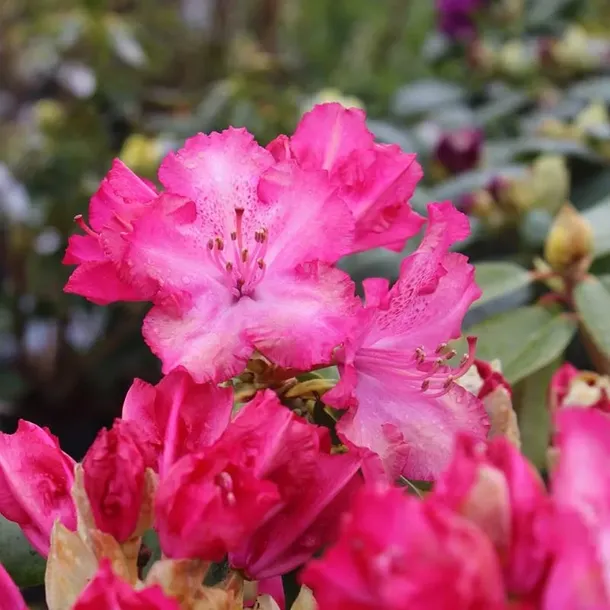rozanecznik-sternzauber-c5-nazwa-lacinska-rhododendron