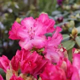 rozanecznik-sternzauber-c5-nazwa-lacinska-rhododendron