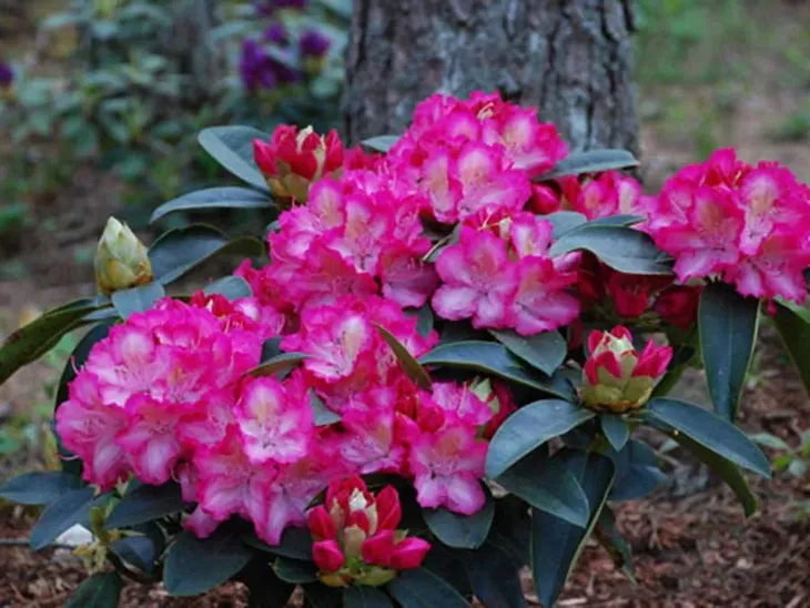 rozanecznik-sternzauber-c5-rodzaj-rosliny-rozaneczniki-i-azalie-stan-nowy